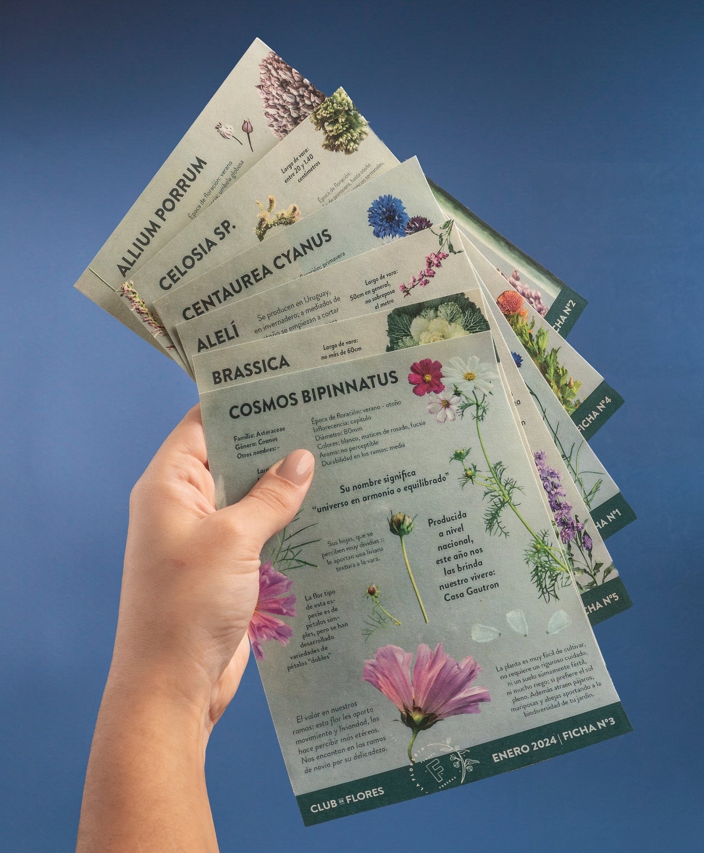 Fichas florales