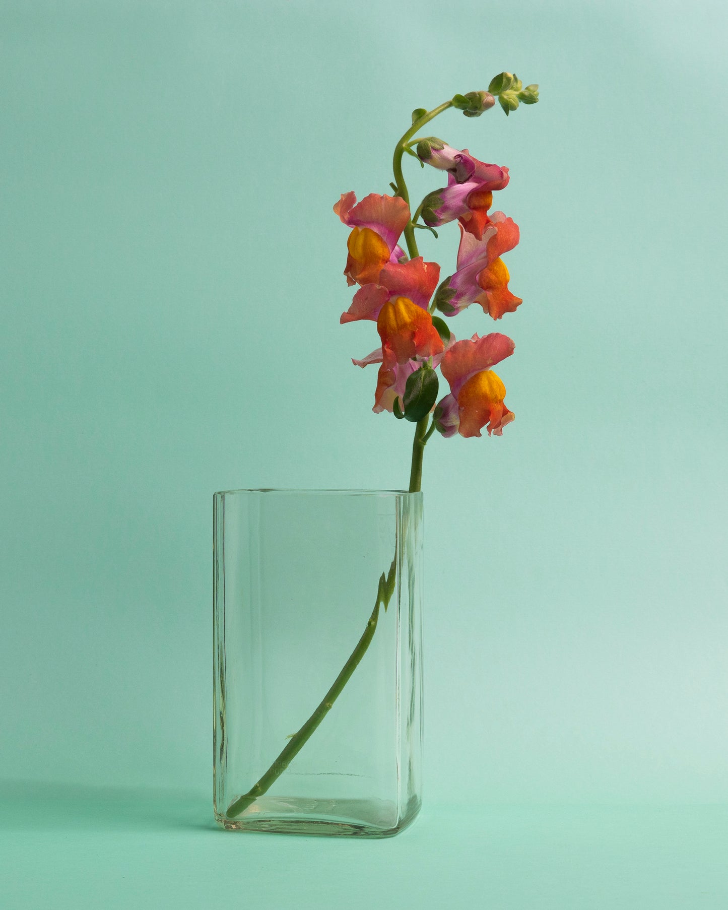 Johnnie Vase, Glass