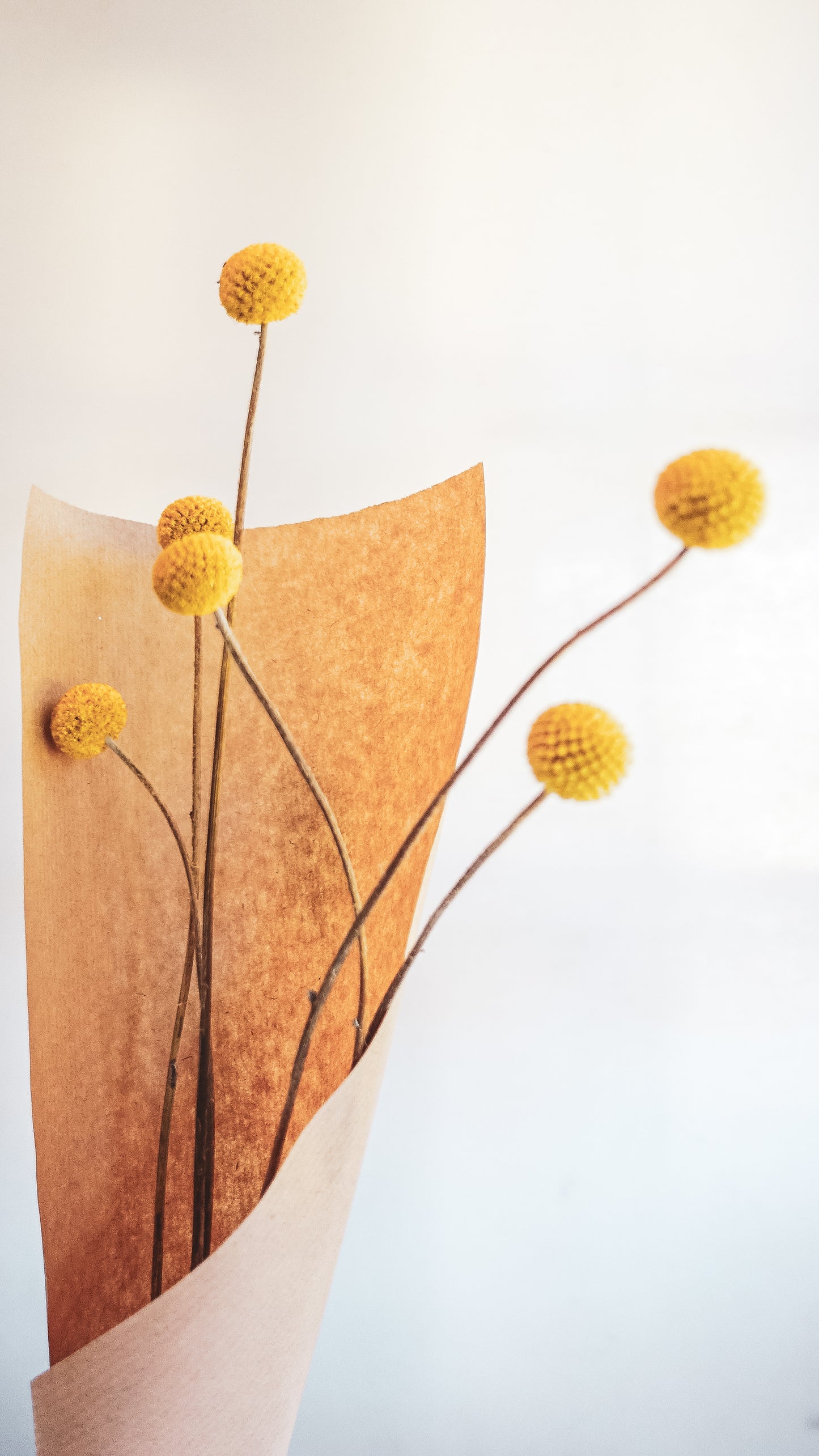 Dry Poppy Bouquet